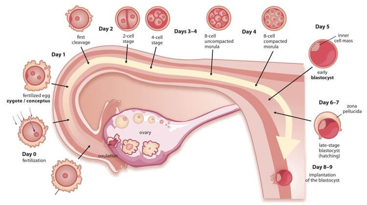 The Difference Between A Blastocyst Transfer And A Day 3 Transfer Newlife Ivf 